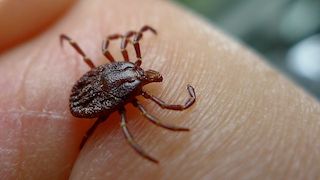 John Tann from Sydney,
 Australia (https://commons.wikimedia.org/wiki/File:Tick_(6368335425).jpg),
 „Tick (6368335425)“,
 https://creativecommons.org/licenses/by/2.0/legalcode 